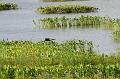 Little Blue Heron taking flight